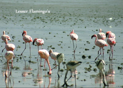 Lesser Flamingo
