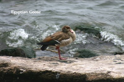 Egyptian Goose