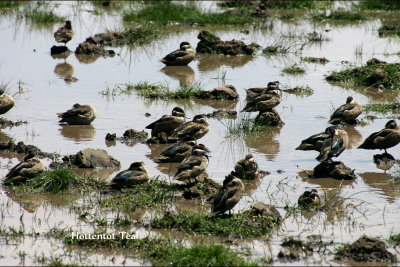 Hottentot Teal