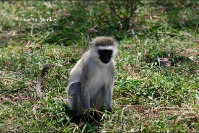 Verbit Monkey
