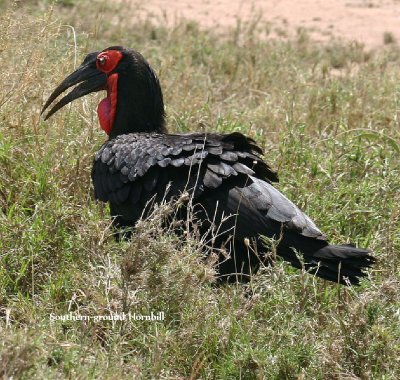 Southern-ground Hornbill
