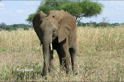 Elephant