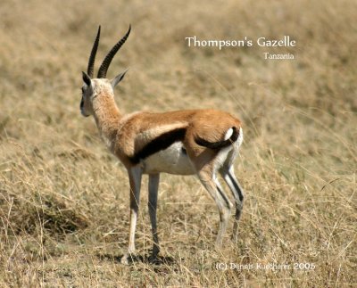Thompsons Gazelle