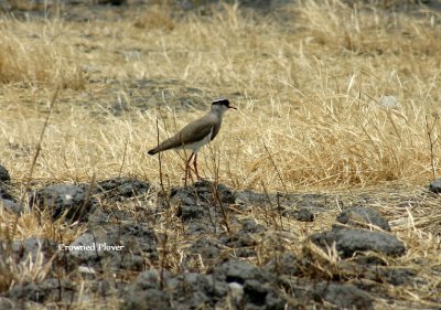 Crowned Plover
