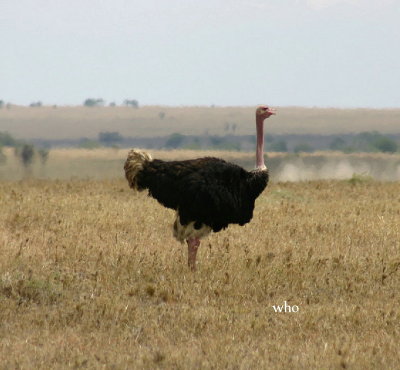 Ostrich