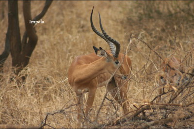 Impala