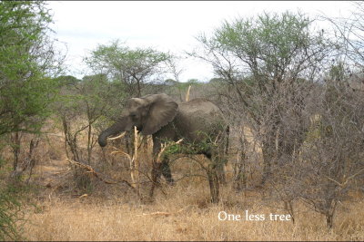 Elephant eating