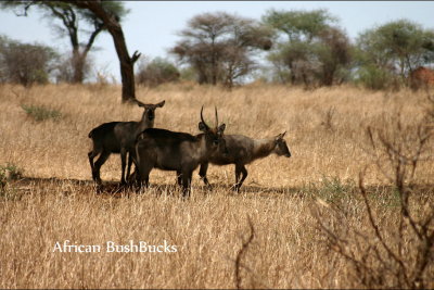 African BushBucks
