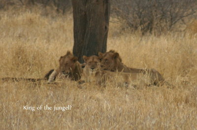 Lions