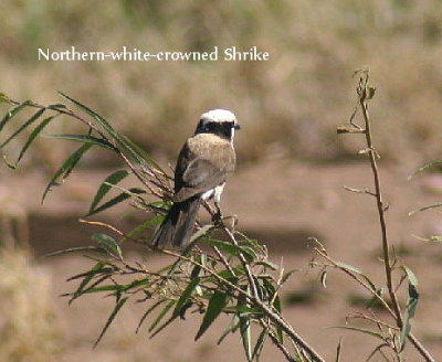 Northern White-crowned Shrike