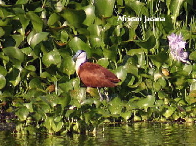 African Jacana