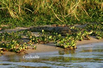 Crockadile