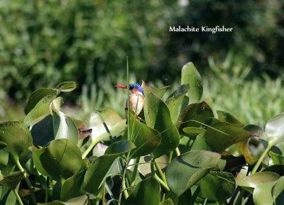 Malachite Kingfisher