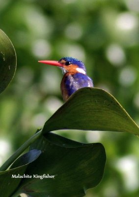 Malachite Kingfisher