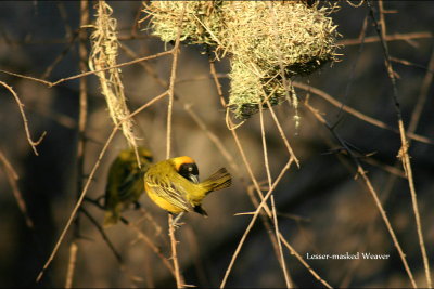 Lesser-masked Weaver