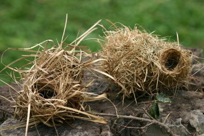 Weaver nests