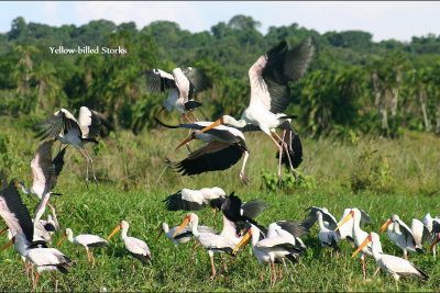 Yellow-billed Stork