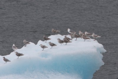 ice gulls