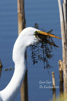 Great Egret with fish and aquatic plants