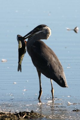 Great Blue Heron with big fish
