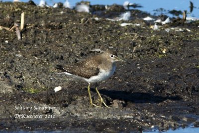 Solitary Sandpiper