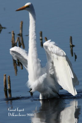 Great Egret