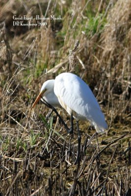 Great Egret