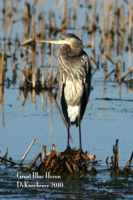 Great Blue Heron