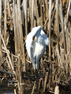 Great Egret
