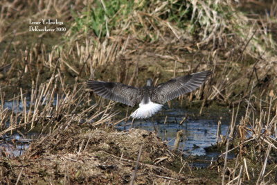 Lesser Yellowlegs