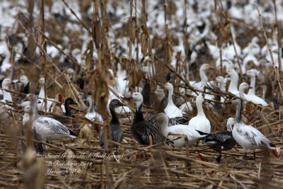 Snow Geese in Field