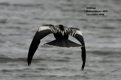 Anhinga