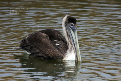 Brown Pelican