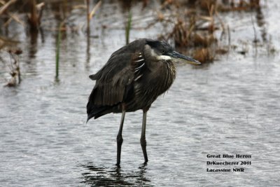 Great Blue Heron