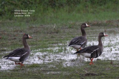 White-fronted Geese