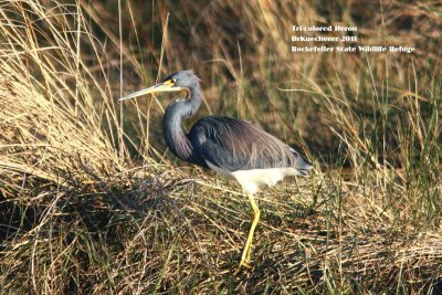 Tri-colored Heron