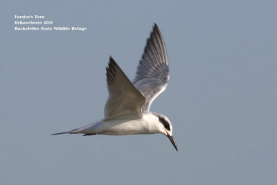 Forsters Tern