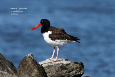 American Oystercatcher