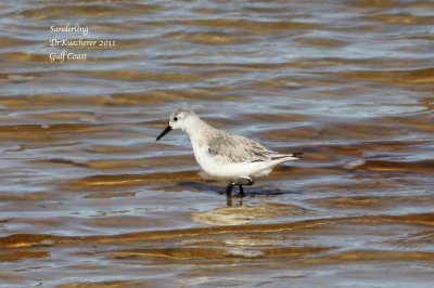 Sanderling