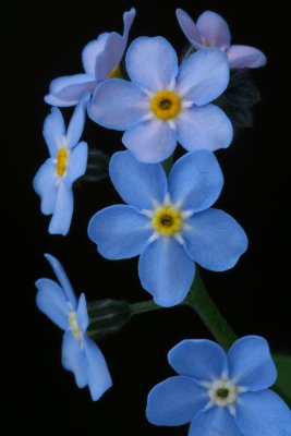 g1/63/896563/3/111607876.Oru9p7Y0.jpg