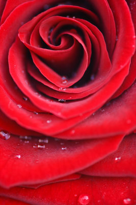 Red, red rose