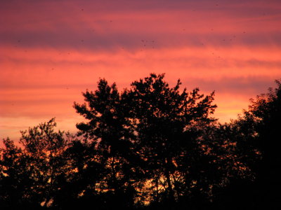 August Sunrise