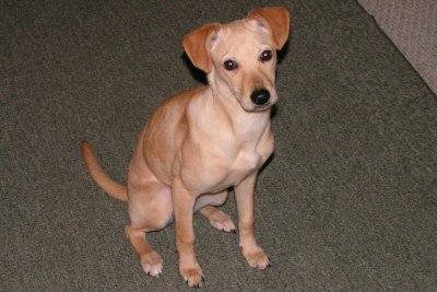 Happy - 11 Weeks Old (young)
