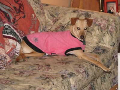 Liesure Dog