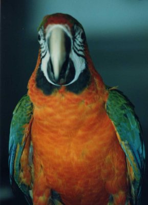 Parrot 1