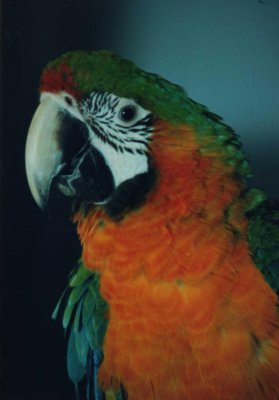 Parrot 3