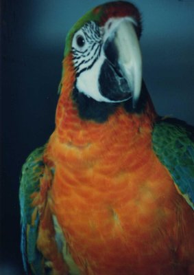 Parrot 4