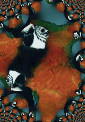 FractalParrot.jpg