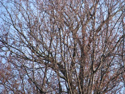 First Buds of Spring - Langhorne