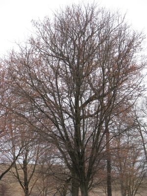 First Buds of Spring - Langhorne